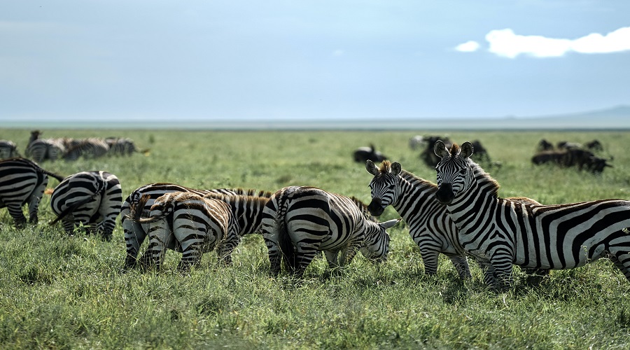 6-Day Family Safari on a Budget in Africa